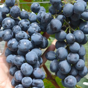 SFINKS rezistentný stolový vinič