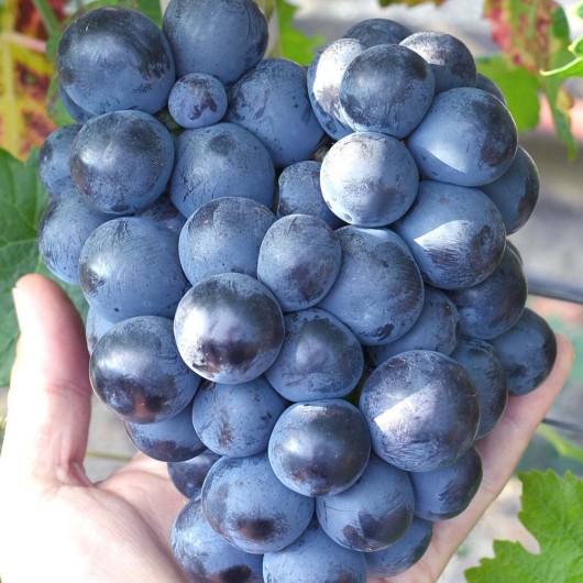 Smugljanka rezistentný stolový vinič