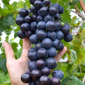 STRAŠENSKIJ rezistentný stolový vinič