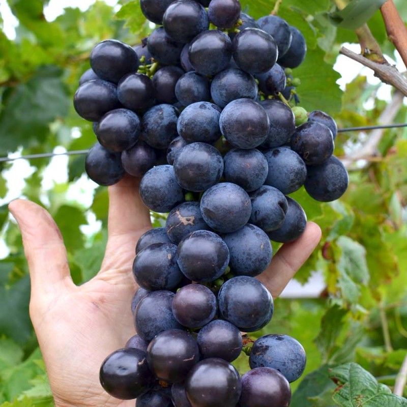 STRAŠENSKIJ kontajnerovaný vinič