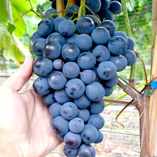 Tavrya Ustoychivaya Table Grape Vine
