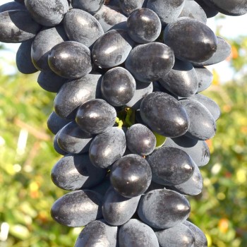 Velika rezistentné stolové hrozno