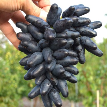 VIKING rezistentné stolové hrozno