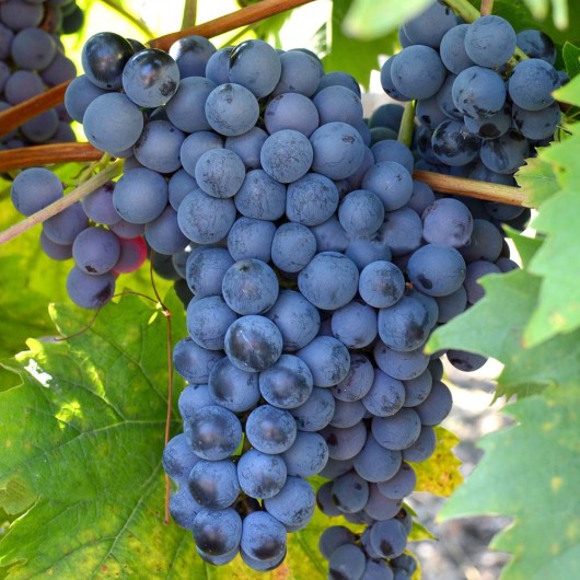 VINTINTO Tafeltraube