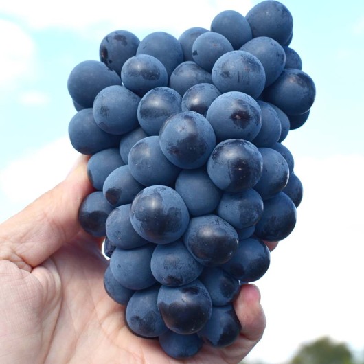 Vostorg Černyj rezistentný stolový vinič