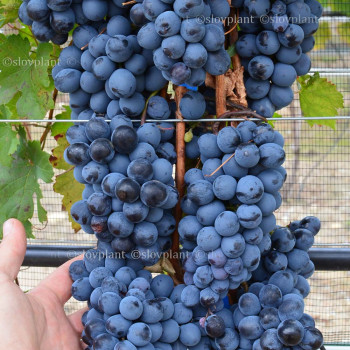 ZAVET rezistentný vinič