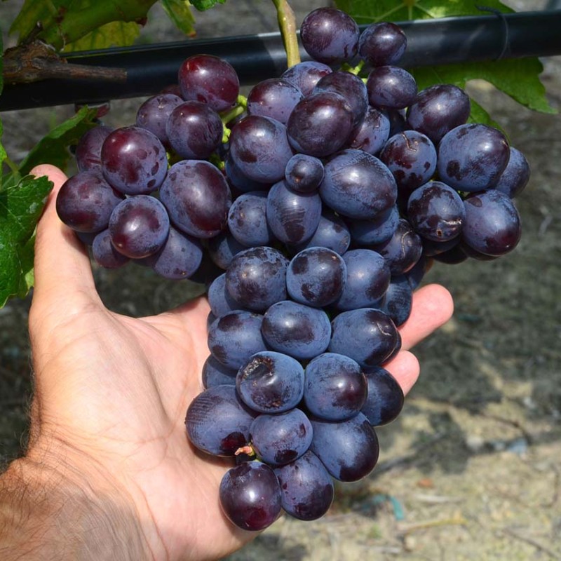 AJUTA prostokorenný štepený vinič