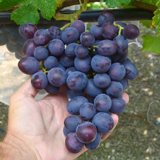 AYUTA Table Grape Vine