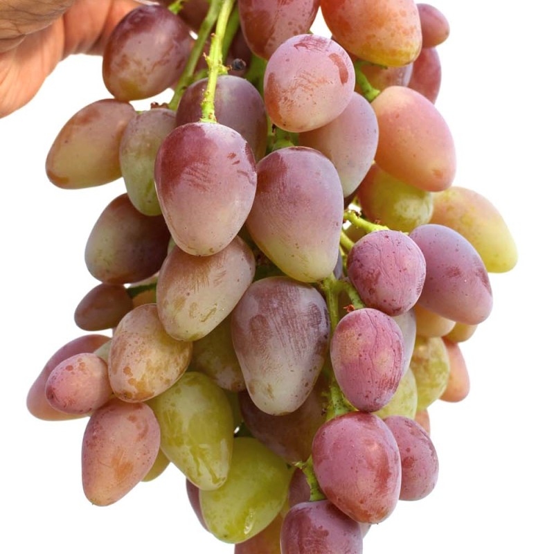 ALADDIN container grown grape vine