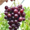 ALIBABA bare-root grafted table grapevine