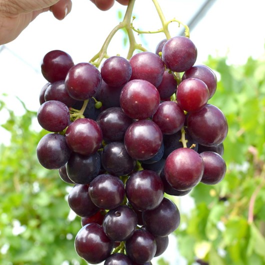 ALIBABA Table Grape Vine