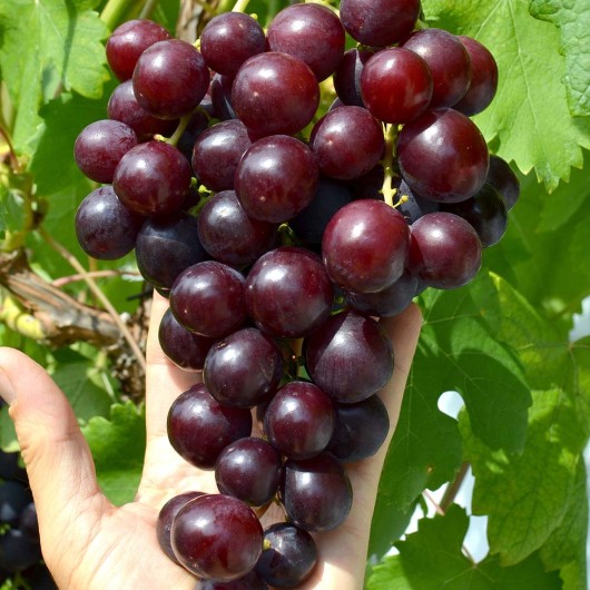 ALIBABA Table Grape Vine