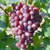 ANDRYUSHA bare-root grafted table grapevine