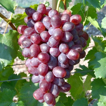 ANDRJUŠA rezistentný stolový vinič