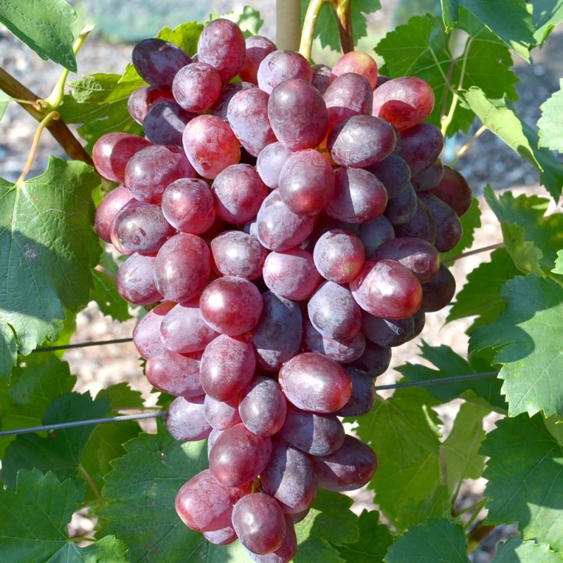 ANDRYUSHA bare-root grafted table grapevine