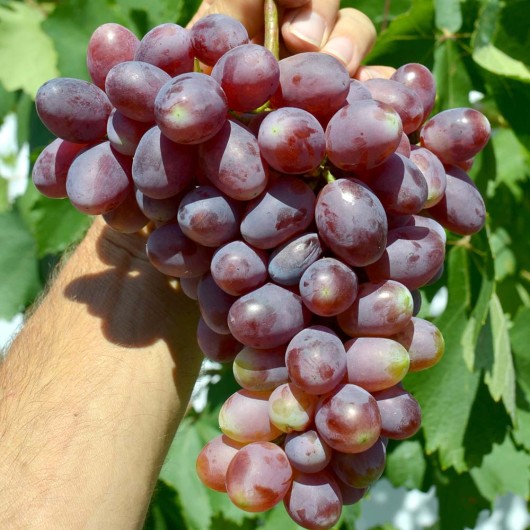 ANDRJUŠA rezistentný stolový vinič