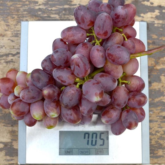 ANDRJUŠA rezistentný stolový vinič