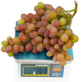 ANJUTA rezistentný stolový vinič