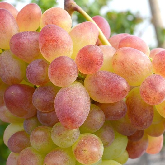 Argo rezistentný stolový vinič