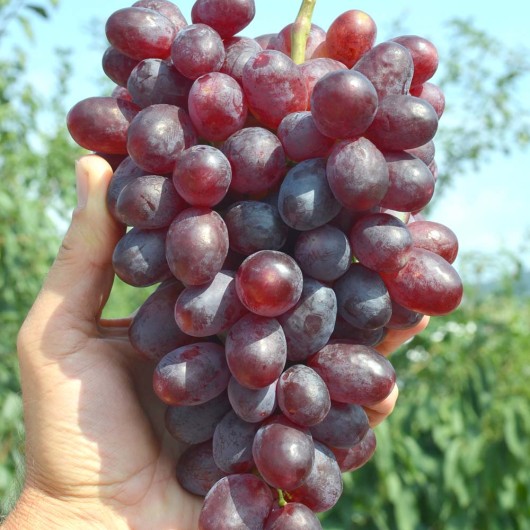 Arkadia Rosowaya Tafeltraube