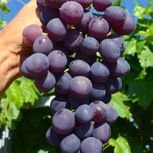 ARMANI Table Grape Vine