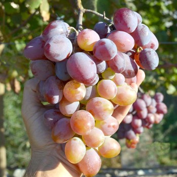 ATAMAN rezistentný stolový vinič