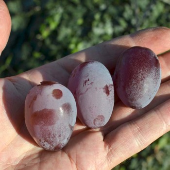 ATAMAN rezistentný stolový vinič