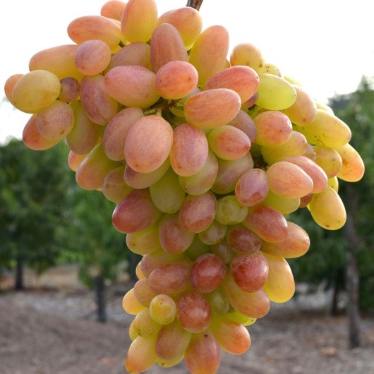 Atlant Zaporožskyj rezistentný stolový vinič