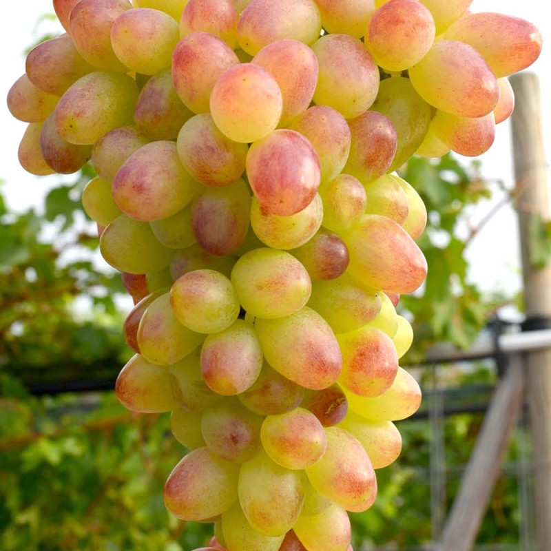 Azalia