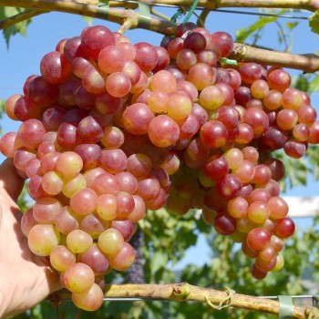 BESPODOBNYJ rezistentný stolový vinič