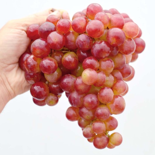 BESPODOBNYJ rezistentný stolový vinič