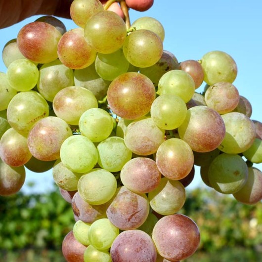 Čauš Ružový - Damasská Ruža stolový vinič