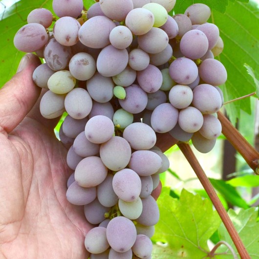 CICA USTOJČIVAJA rezistentný stolový vinič