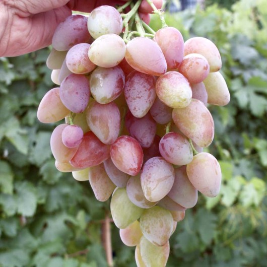 DENAL rezistentný stolový vinič