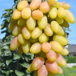 Stredne skoré odrody