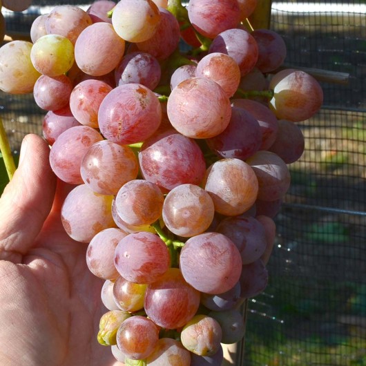 Donara Table Grape Vine