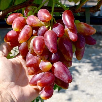 DUBOVSKIJ ROZOVYJ rezistentný stolový vinič