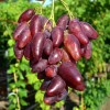 DUBOVSKI ROZOVY bare-root grafted table grapevine