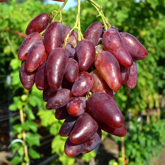 DUBOVSKIJ ROZOVYJ rezistentný stolový vinič