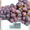 JOHNY bare-root grafted table grapevine