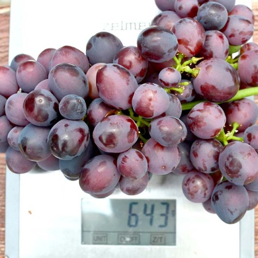 DŽONI rezistentný stolový vinič