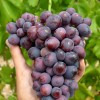 JOHNY bare-root grafted table grapevine