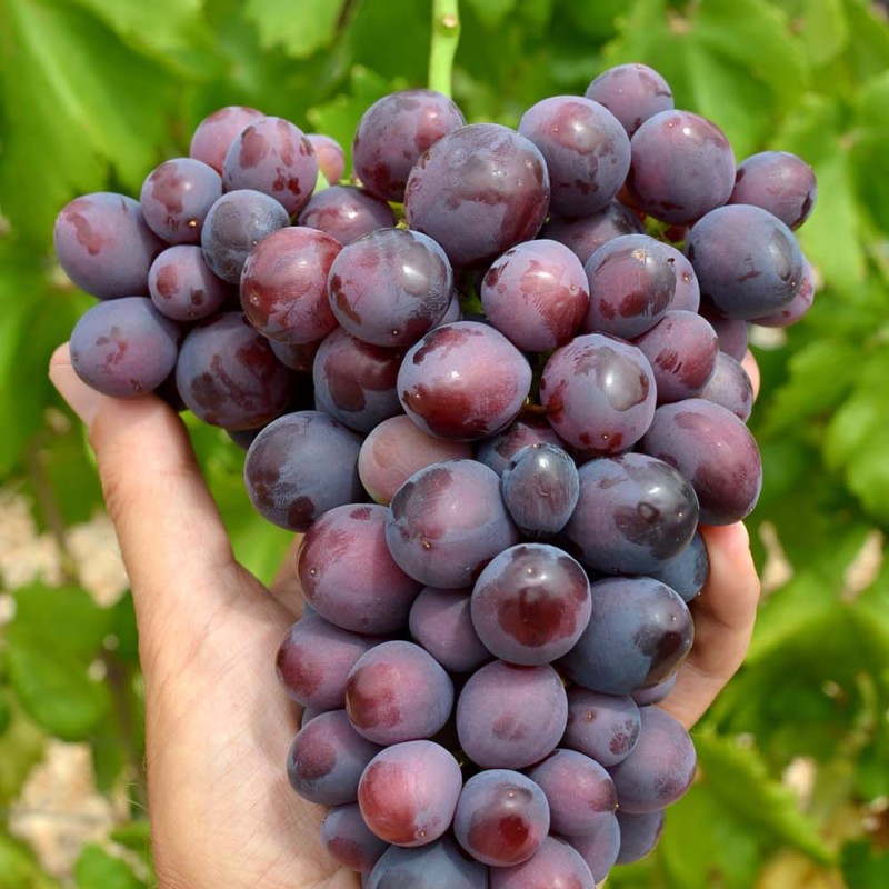 JOHNY bare-root grafted table grapevine