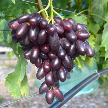 DŽOVANNI rezistentný stolový vinič