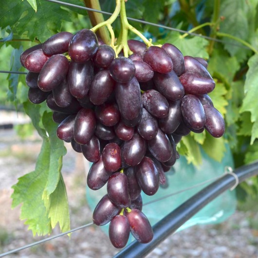 DŽOVANNI rezistentný stolový vinič