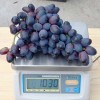 ETALON bare-root grafted table grapevine