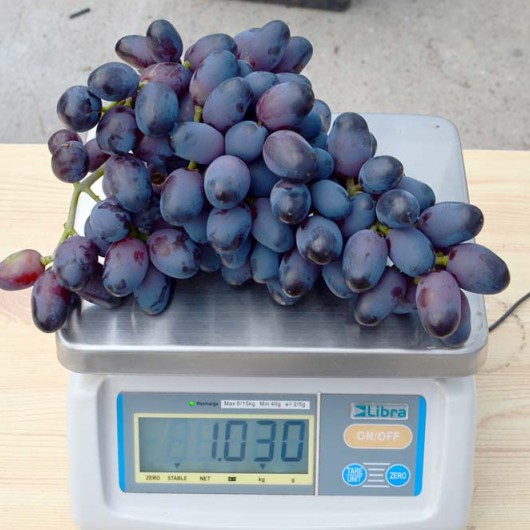 ETALON rezistentný stolový vinič