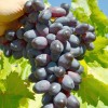 ETALON bare-root grafted table grapevine