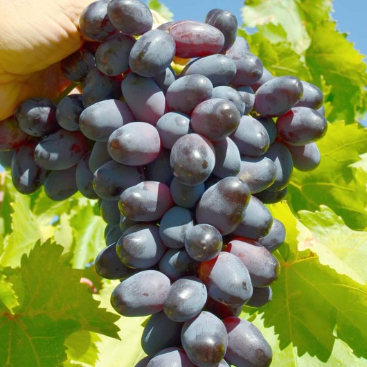 ETALON rezistentný stolový vinič