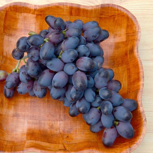 ETALON rezistentný stolový vinič